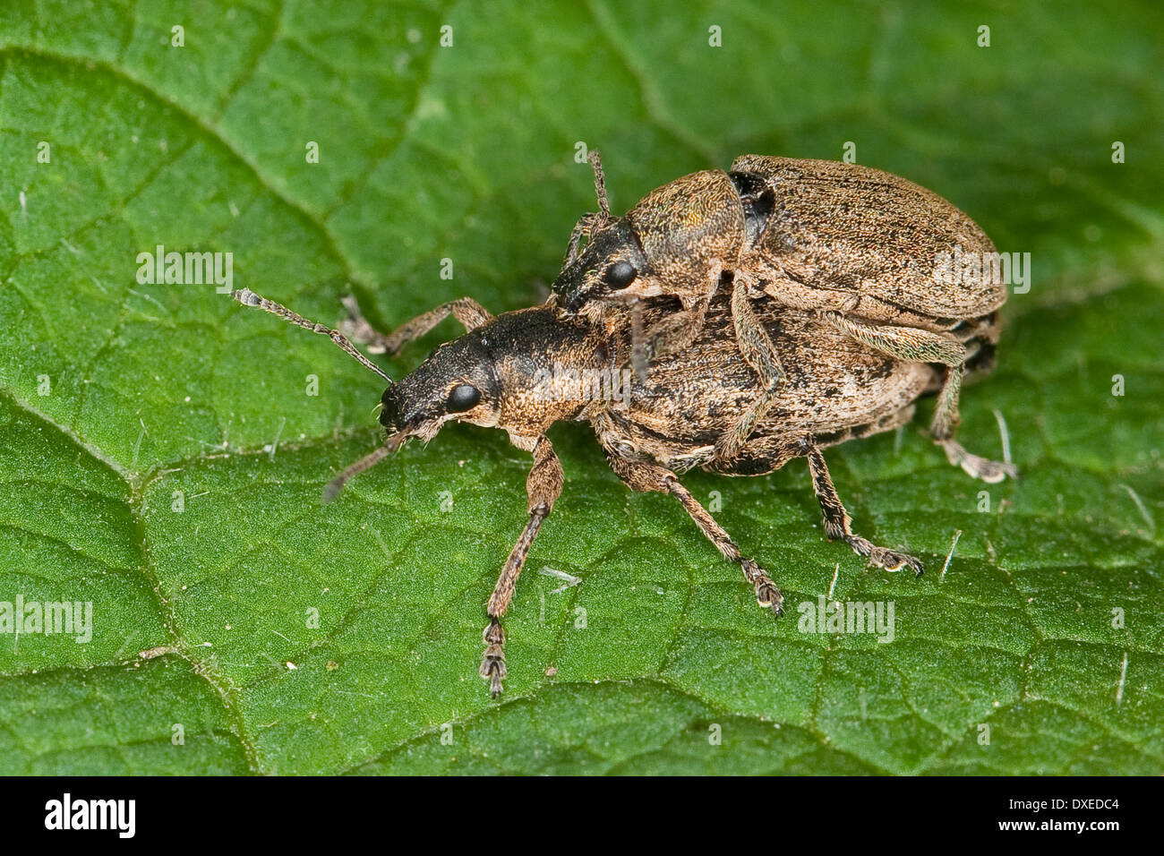 Echter Streckrüssler, Echter Streckrüßler, Zuckerrübenrüssler, Rüben Leaf Weevil, Zuckerrüben-Rüssler, Tanymecus palliatus Stockfoto