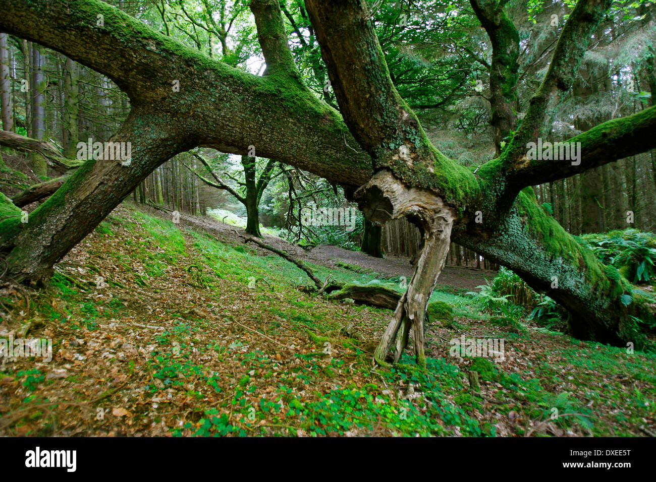 Umgestürzter Baum Stockfoto