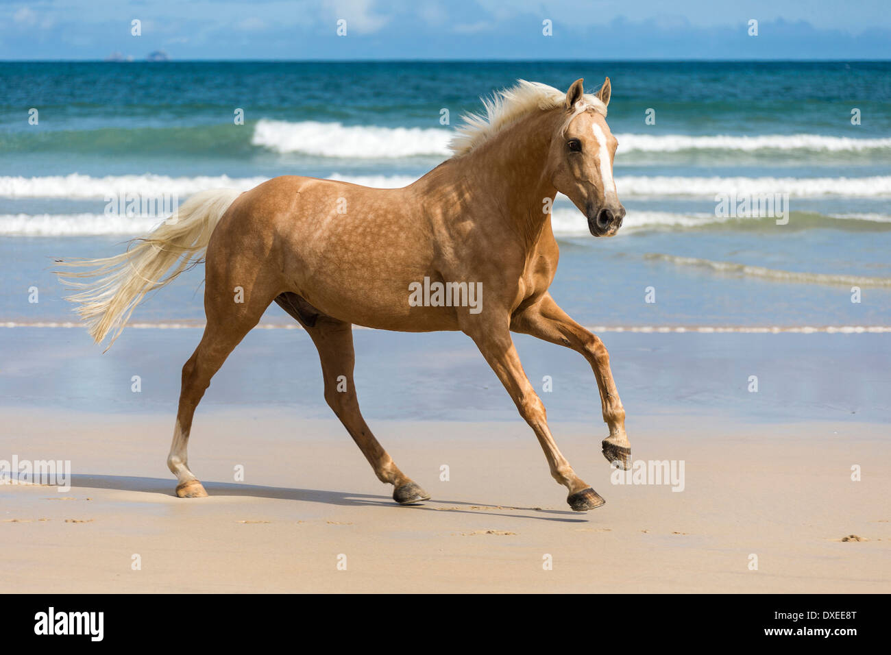 Quarab. Palomino Galopp am Strand. Neuseeland Stockfoto
