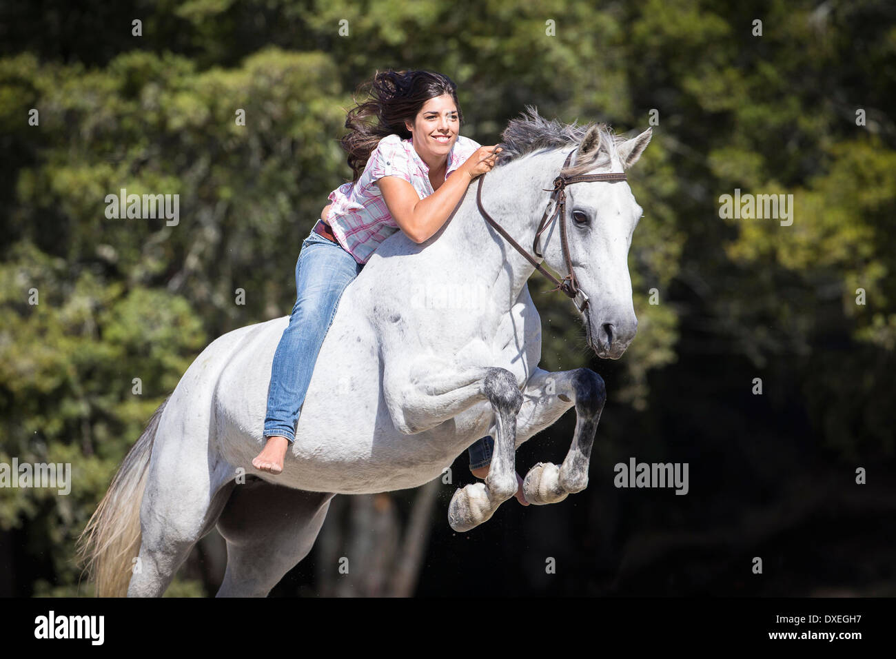 Vollblut. Bareback Reiter auf eine graue Stute über ein Hindernis springen. Neuseeland Stockfoto