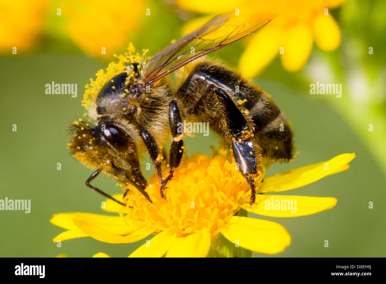 Krainer Honigbiene (Apis Mellifera Carnica), Arbeiter auf gemeinsame Kreuzkraut. Deutschland Stockfoto