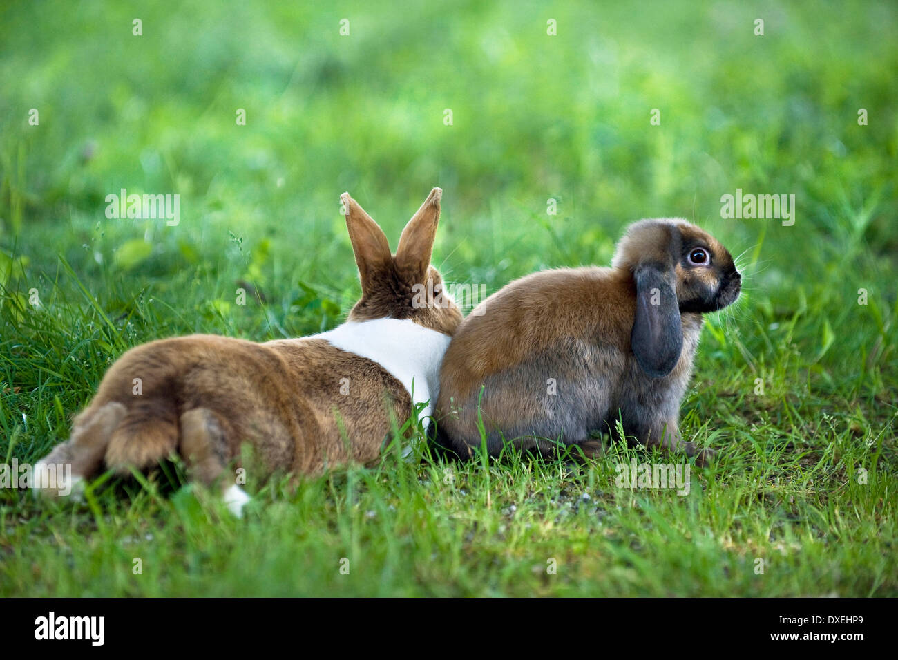 Dwarf Lop Kaninchen (männlich) und niederländische Rabbit (weiblich) nebeneinander auf einer Wiese liegend Stockfoto