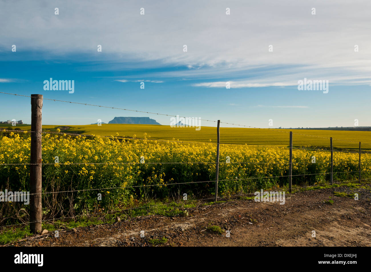 Raps-Felder mit dem Tafelberg im Rücken und einem Zaun im Vordergrund mit einem strahlend blauen Himmel und Wolken gelb Stockfoto