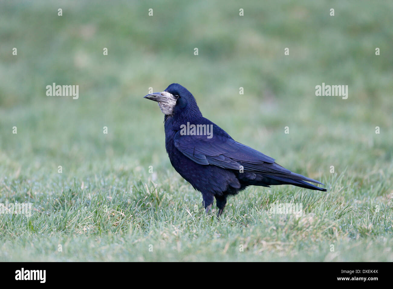 Rook, Corvus Frugilegus, einziger Vogel auf dem Rasen, Cumbria, März 2014 Stockfoto