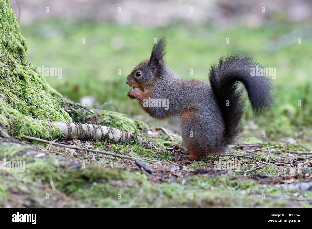 Eichhörnchen Sciurus Vulgaris, einziges Säugetier auf der Etage, Dumfries, Februar 2014 Stockfoto