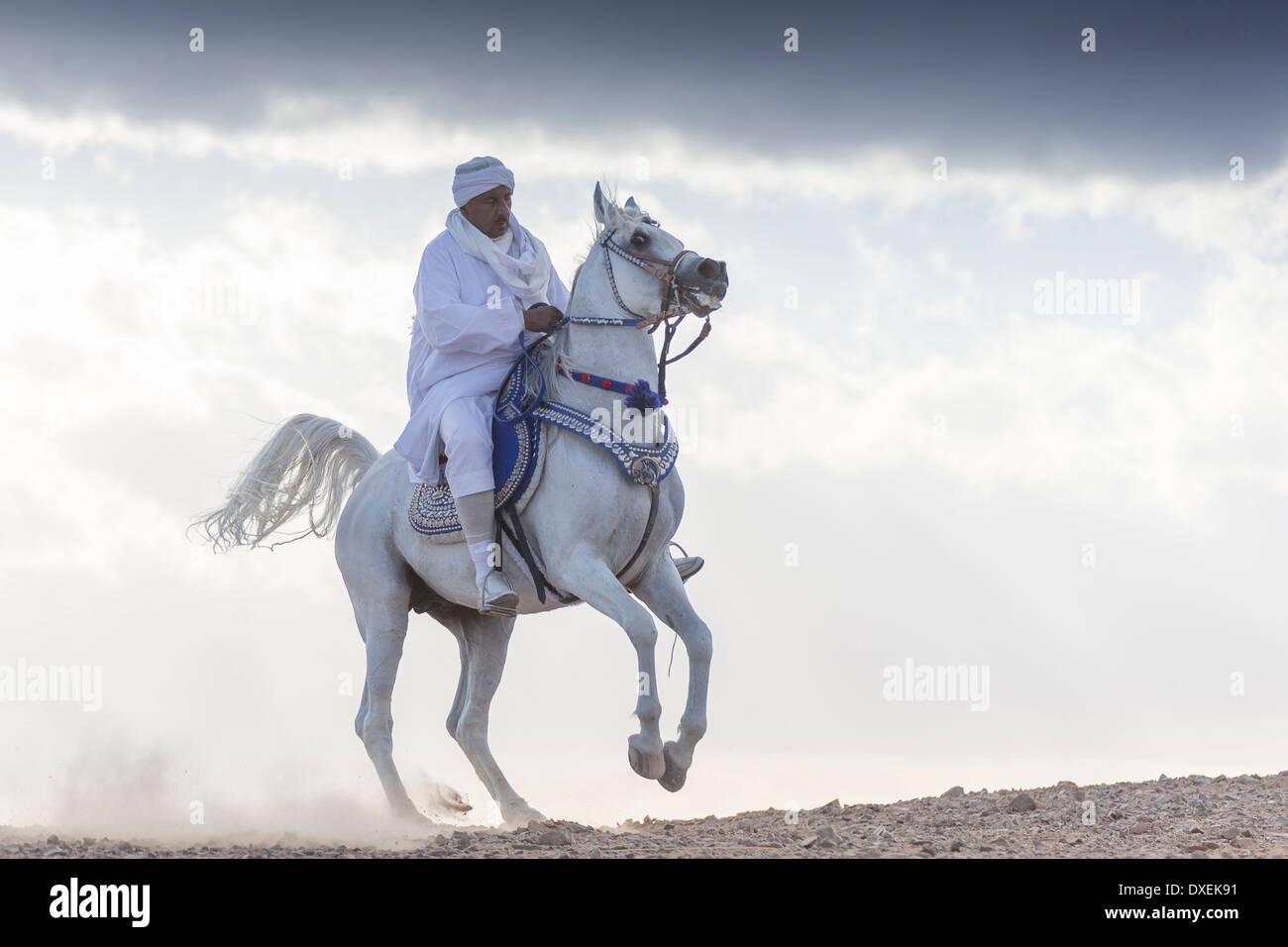 Arabisches Pferd. Reiter auf grauer Hengst Aufzucht in Wüste. Ägypten Stockfoto