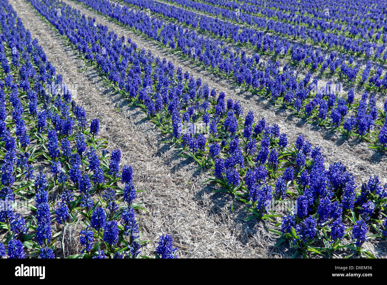 Blumenfelder im Frühjahr: Weitwinkel-Blick auf Blaue Hyazinthen, Noordwijk, Südholland, Niederlande. Stockfoto
