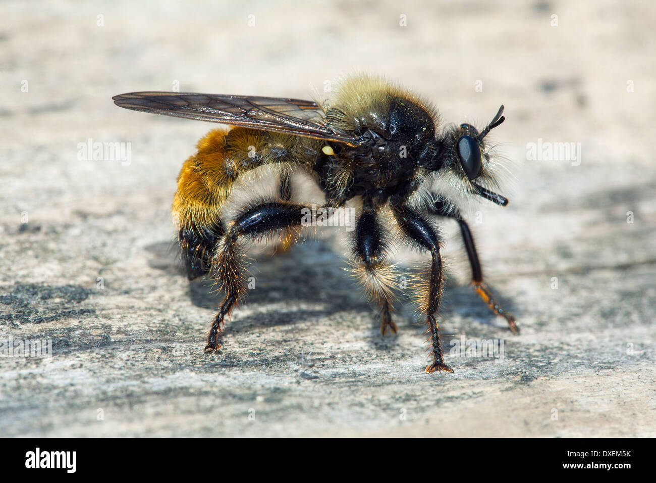 Gelbe Robber Fly (Laphria Flava) auf einem Baumstamm. Deutschland Stockfoto