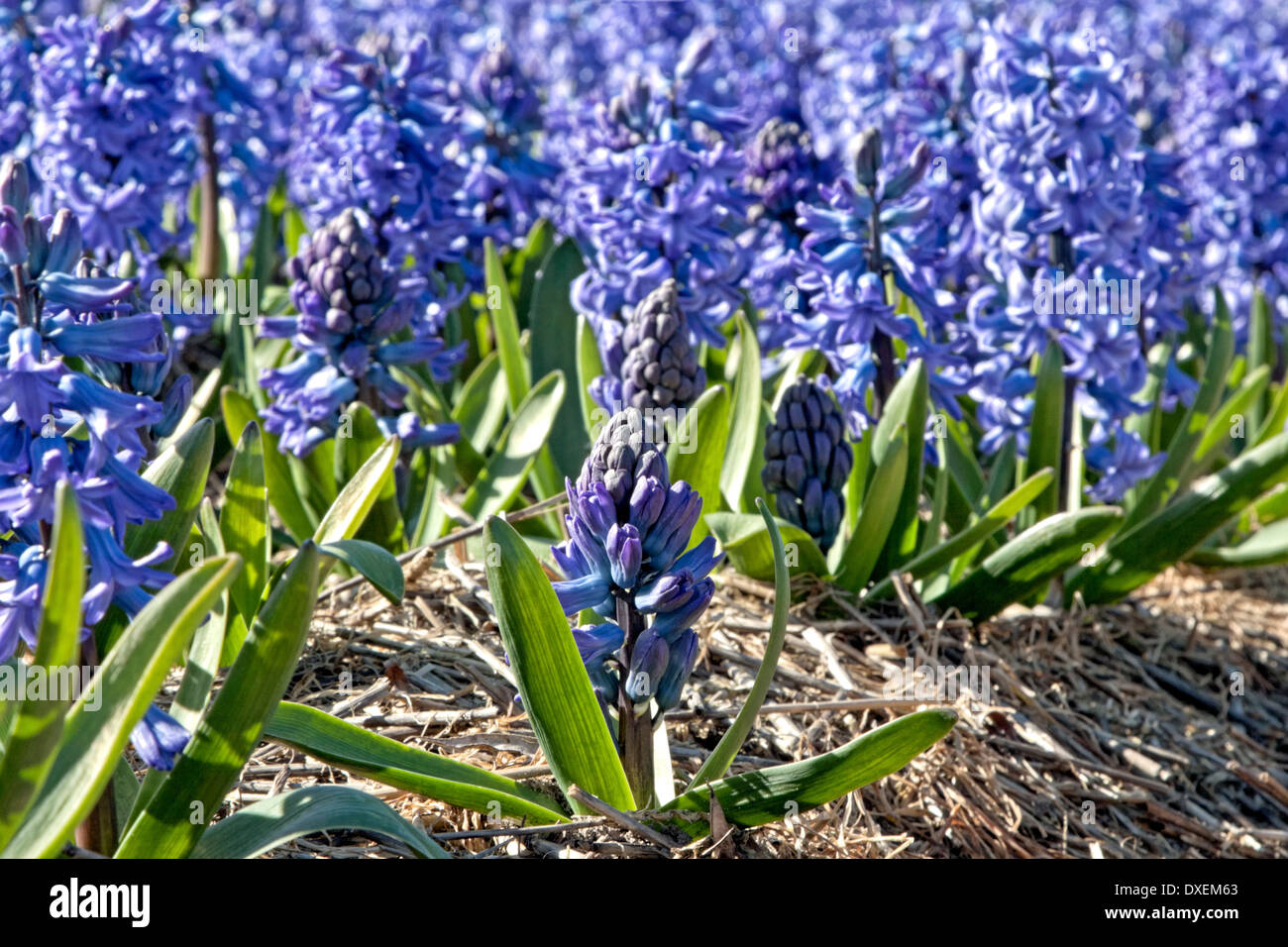 Blumenfelder im Frühjahr: niedrige Winkel Blick auf Blaue Hyazinthen, Noordwijkerhout, Südholland, Niederlande. Stockfoto