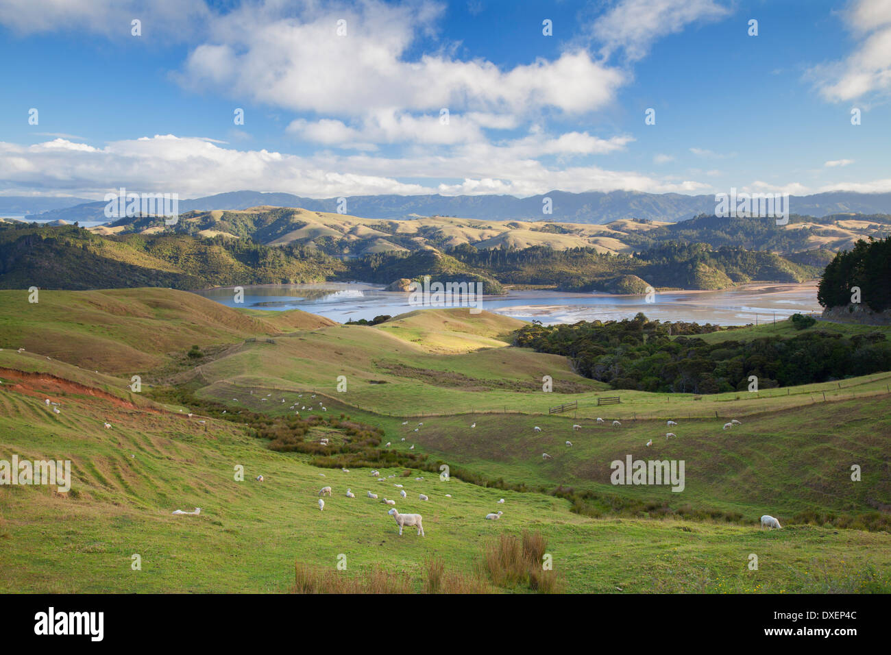 Blick auf Münster Hafen und Ackerland, Coromandel Peninsula, Nordinsel, Neuseeland Stockfoto