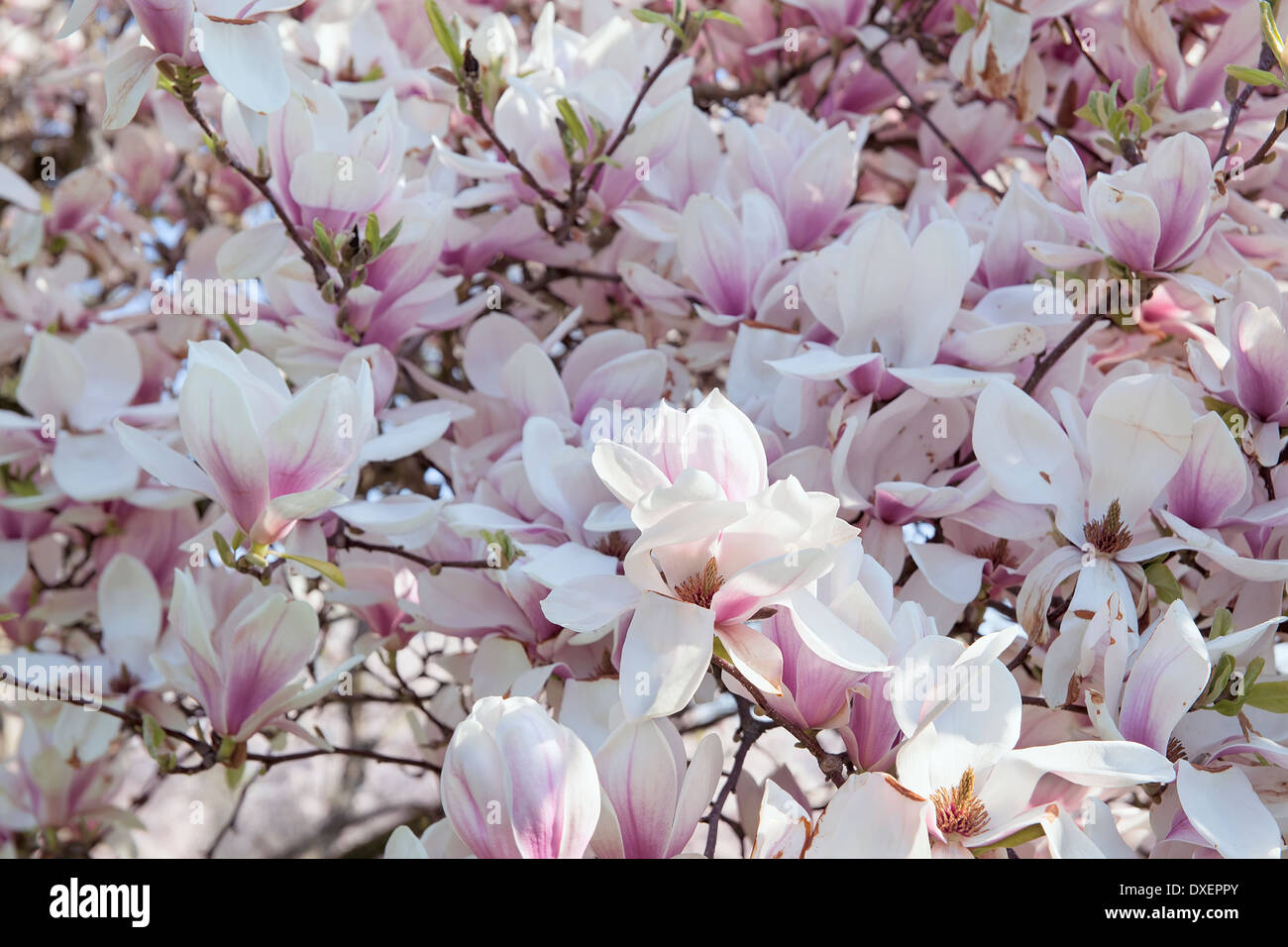 Sommergrüne Magnolie mit Untertasse Tulip geformte Blumen in voller Blüte im Frühjahr Stockfoto