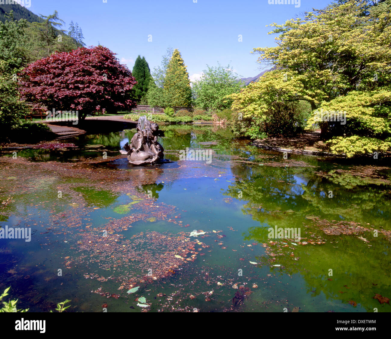 Teich in Benmore jüngere botanischen Gärten in der Nähe von Dunoon, Argyll Stockfoto