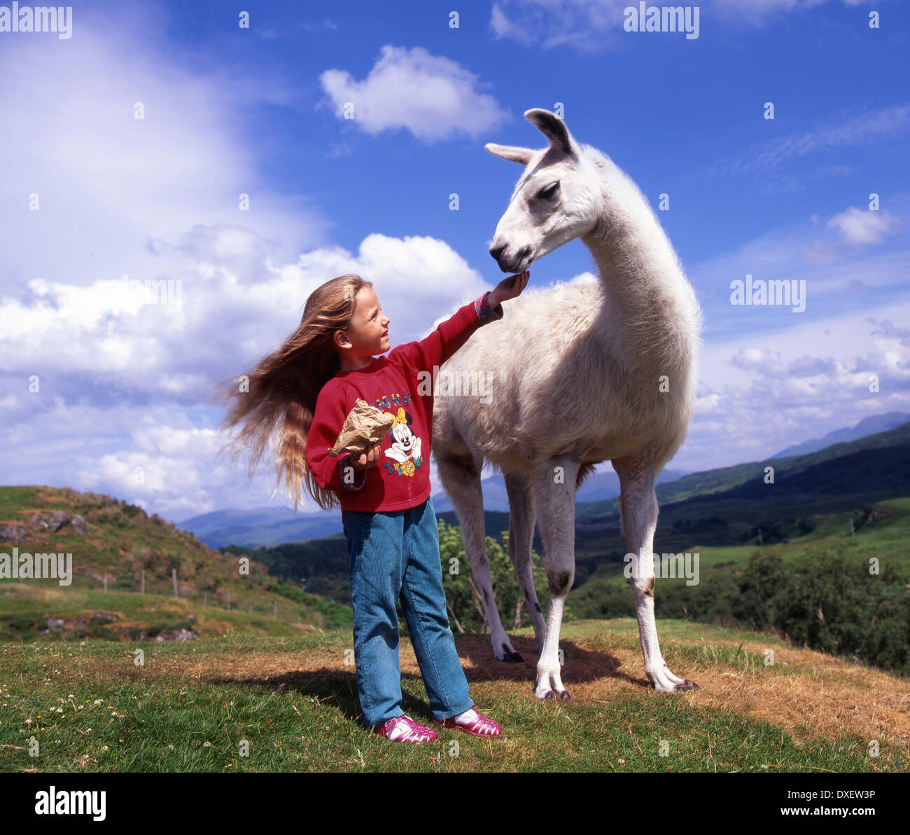 Mädchen-Feeds Lama im seltenen Rassen Park Argyll Stockfoto