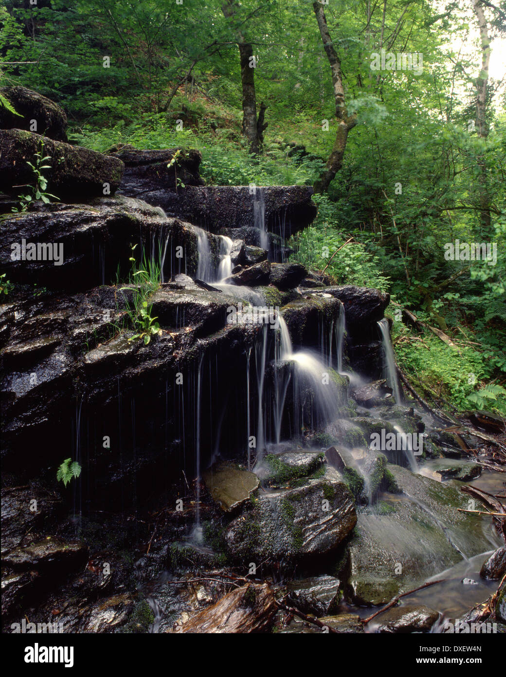 Einer der vielen Wasserfälle rund um Birks Aberfeldy, Perthshire. Stockfoto