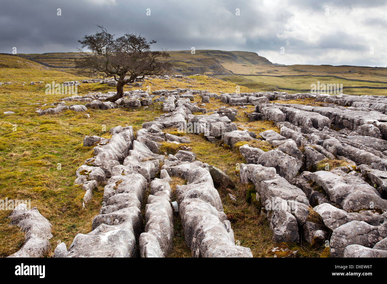 Einsamer Baum bei Winskill Steinen in der Nähe niederzulassen Yorkshire Dales England Stockfoto