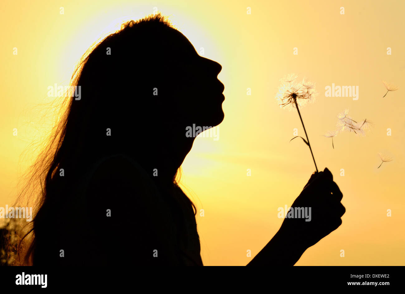 Silhouette eines Mädchens zu Löwenzahn im Sommer weht Stockfoto