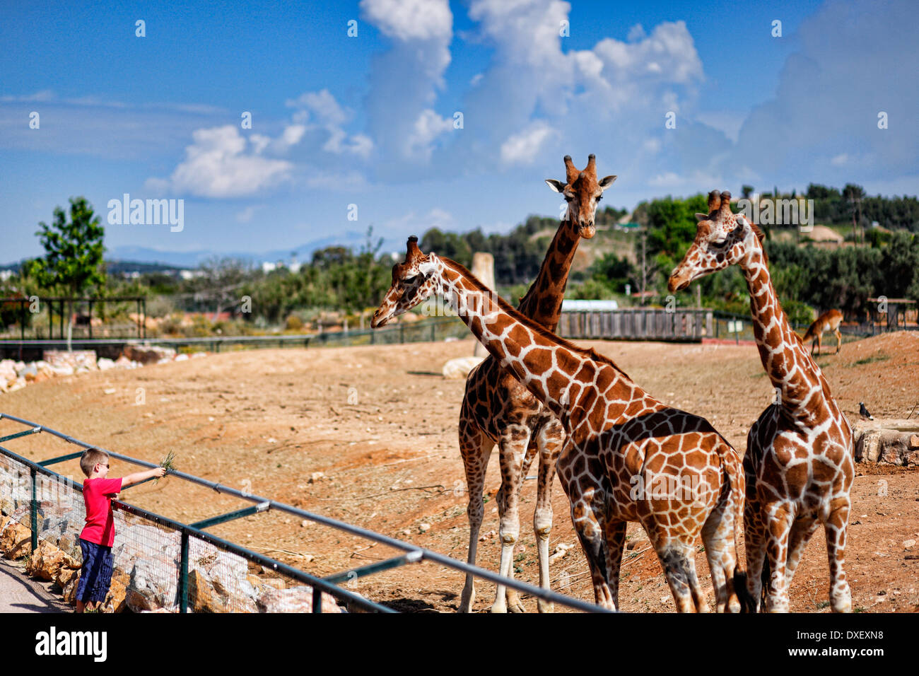 Ein Junge Fütterung Giraffen im Zoo Stockfoto