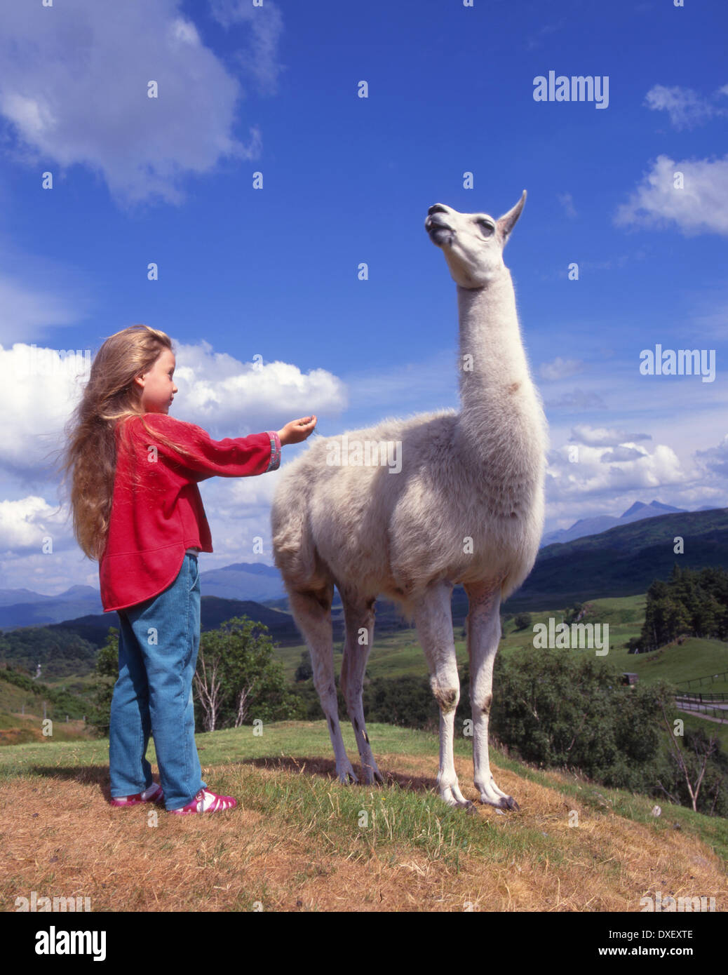 Kind mit Lama, Parken seltene Rassen Schottland. Stockfoto