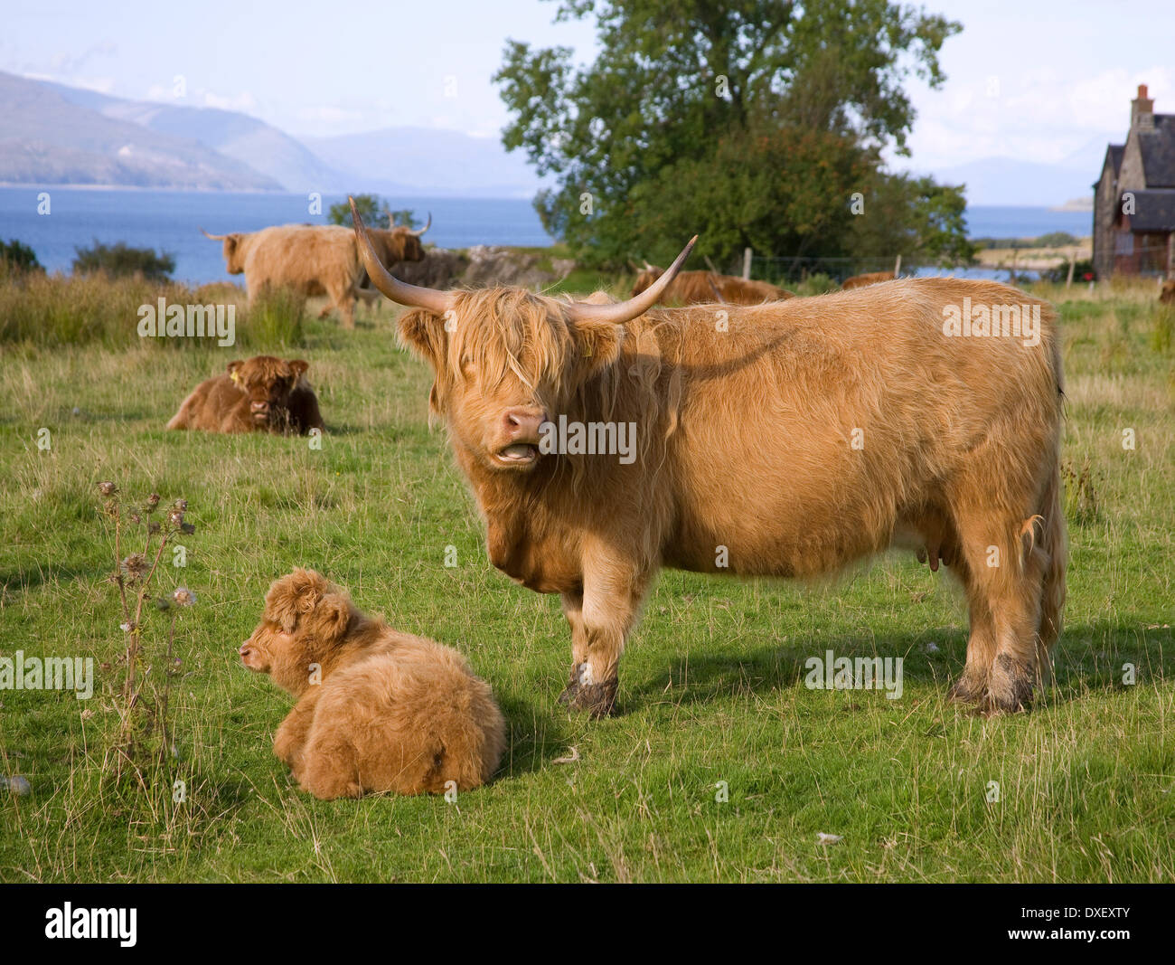 Highland, Kühe, Rinder, Schottland, Landwirtschaft, Kälber, Mull, Argyll, Tourismus, Tele. UK Stockfoto