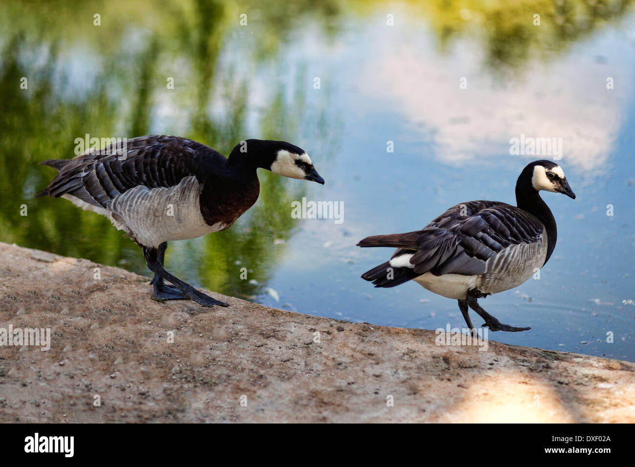 Wunderschöne Vögel im zoo Stockfoto