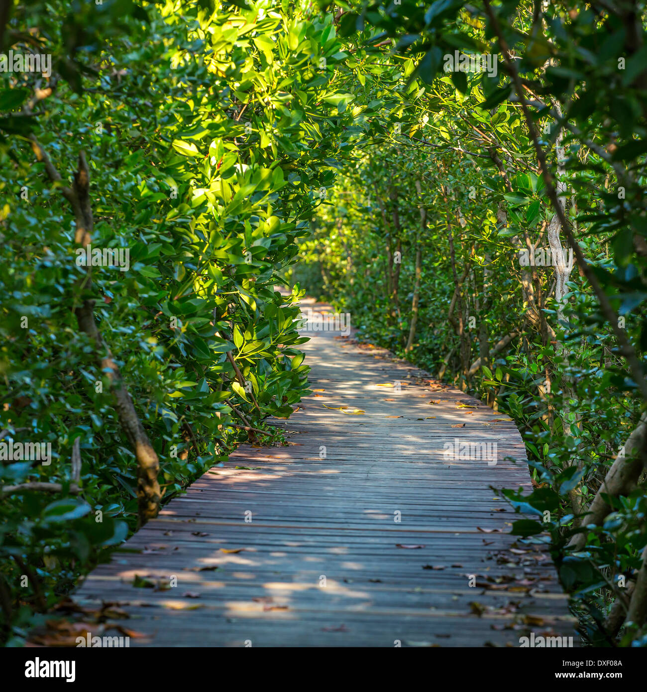 Boardwalk durch den Mangrovenwald Stockfoto
