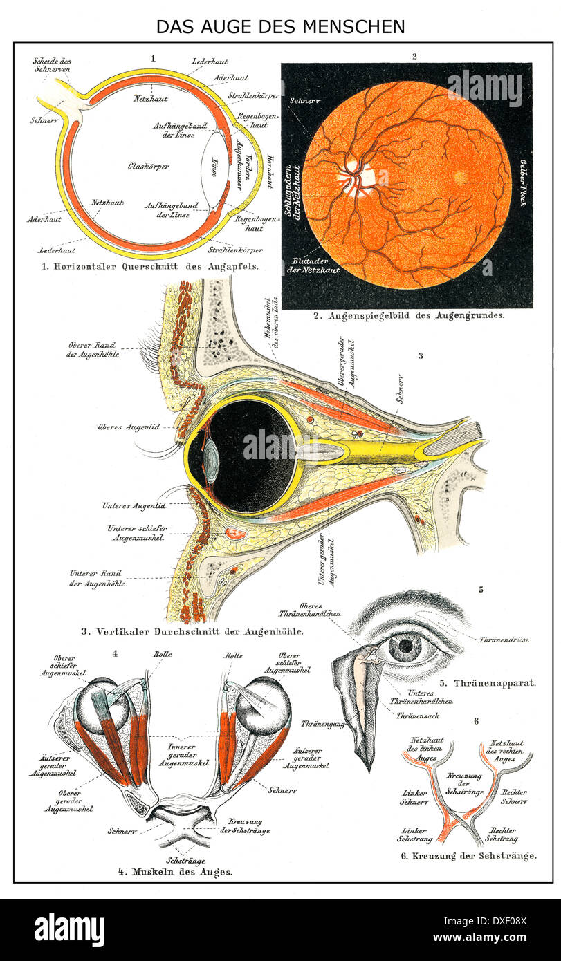 Historische anatomische Abbildung, 19. Jahrhundert, menschliche Auge Stockfoto