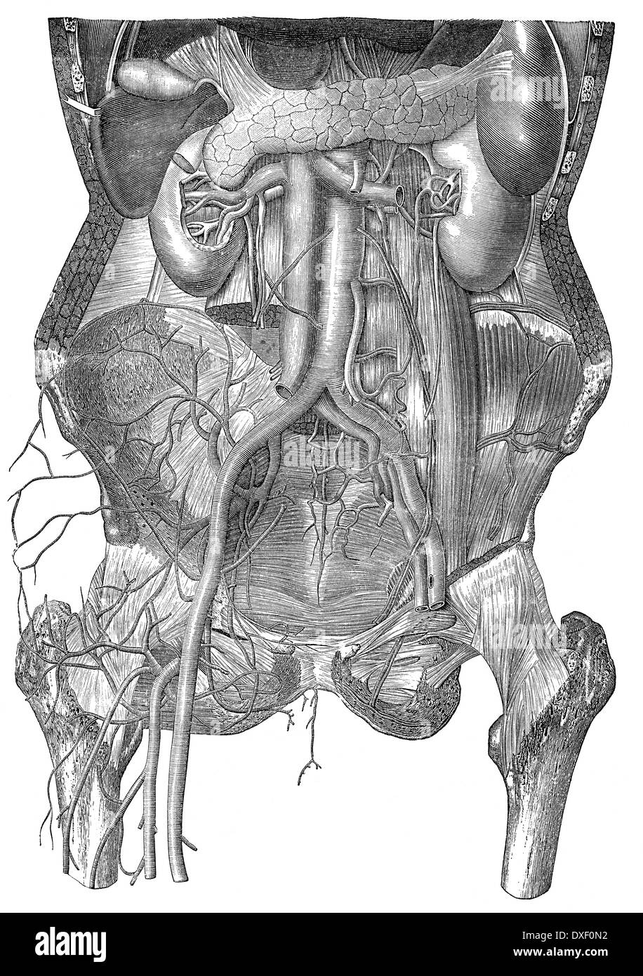 menschlichen Darm, historische Abbildung, 19. Jahrhundert Stockfoto