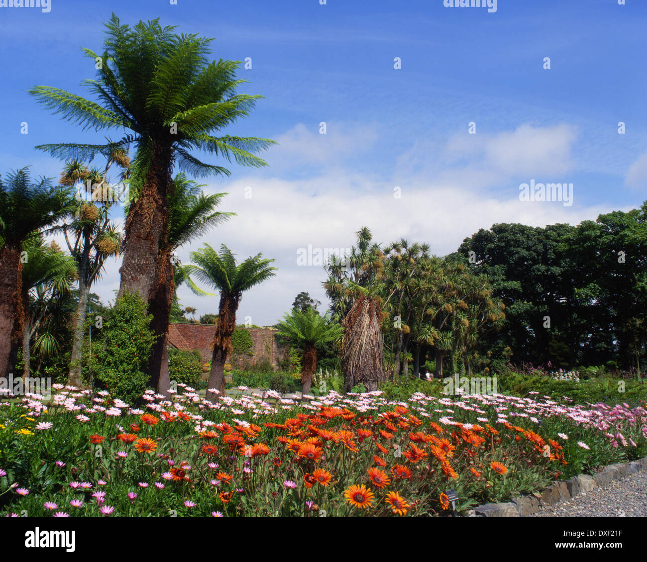 Tropische und exotische Pflanzen und Baumfarne in Logan botanische Gärten Rhines von galloway.dumfries und galloway Stockfoto