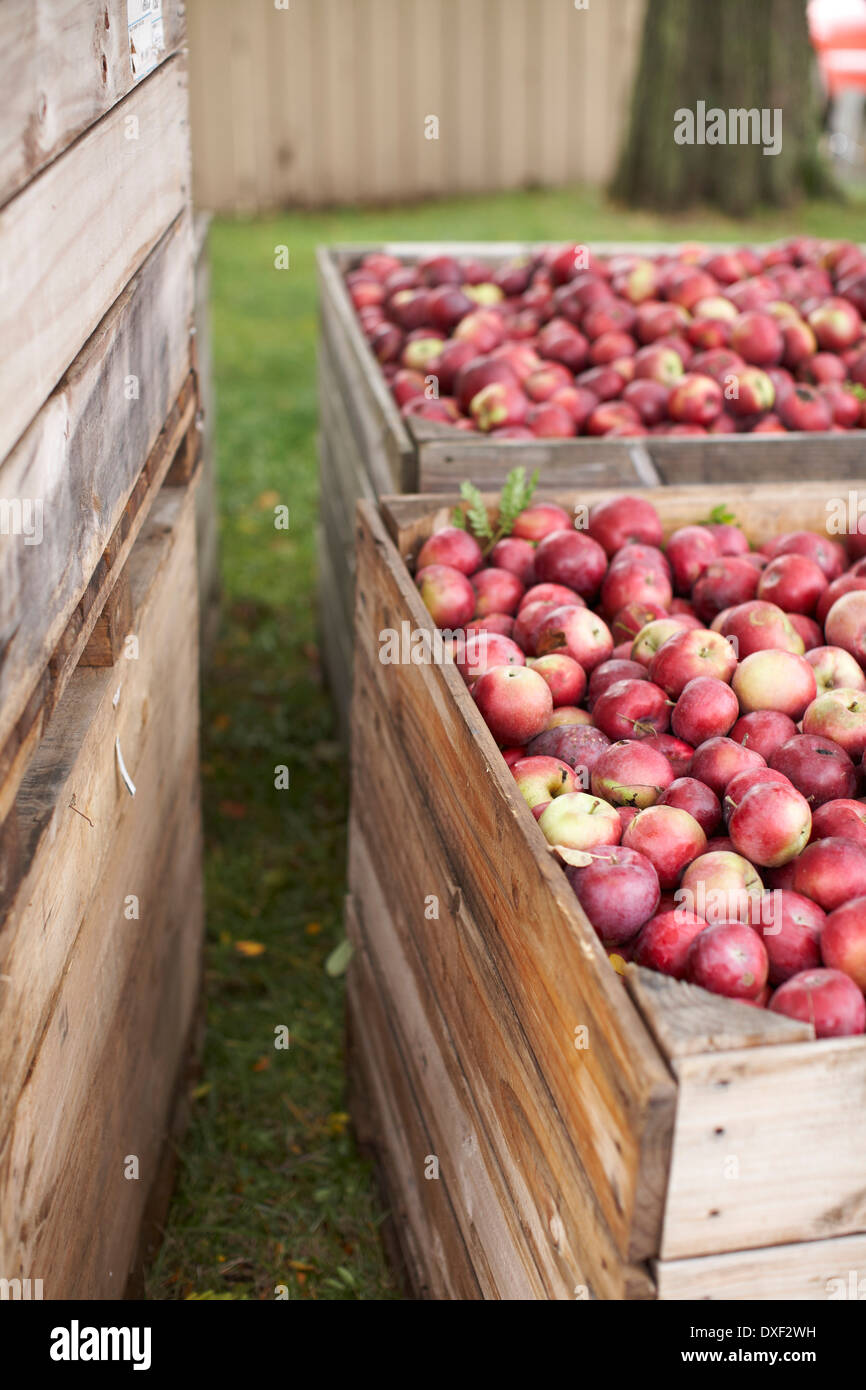 Kisten mit Äpfeln auf der Farm, Milton, Ontario, Kanada Stockfoto