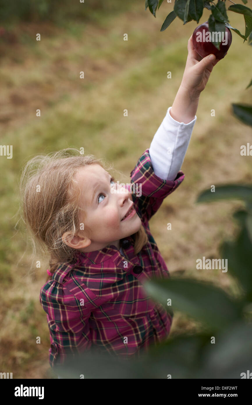 Mädchen pflücken Äpfel im Obstgarten, Milton, Ontario, Kanada Stockfoto