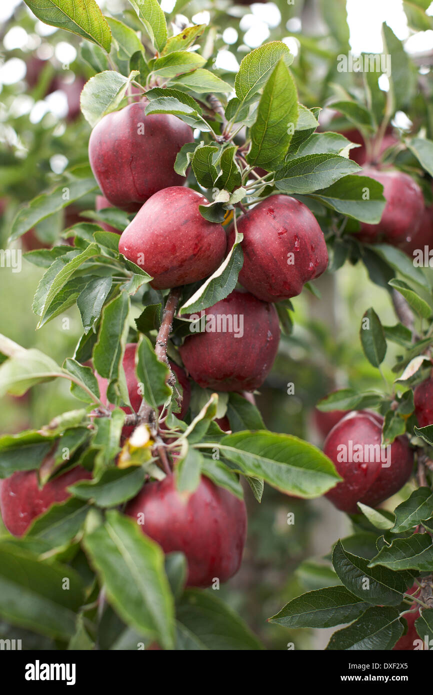 Nahaufnahme von roten köstliche Apfelbaum, Milton, Ontario, Kanada Stockfoto