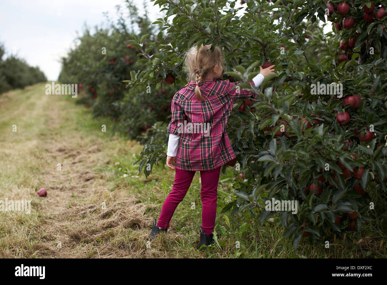 Mädchen pflücken Äpfel im Obstgarten, Milton, Ontario, Kanada Stockfoto