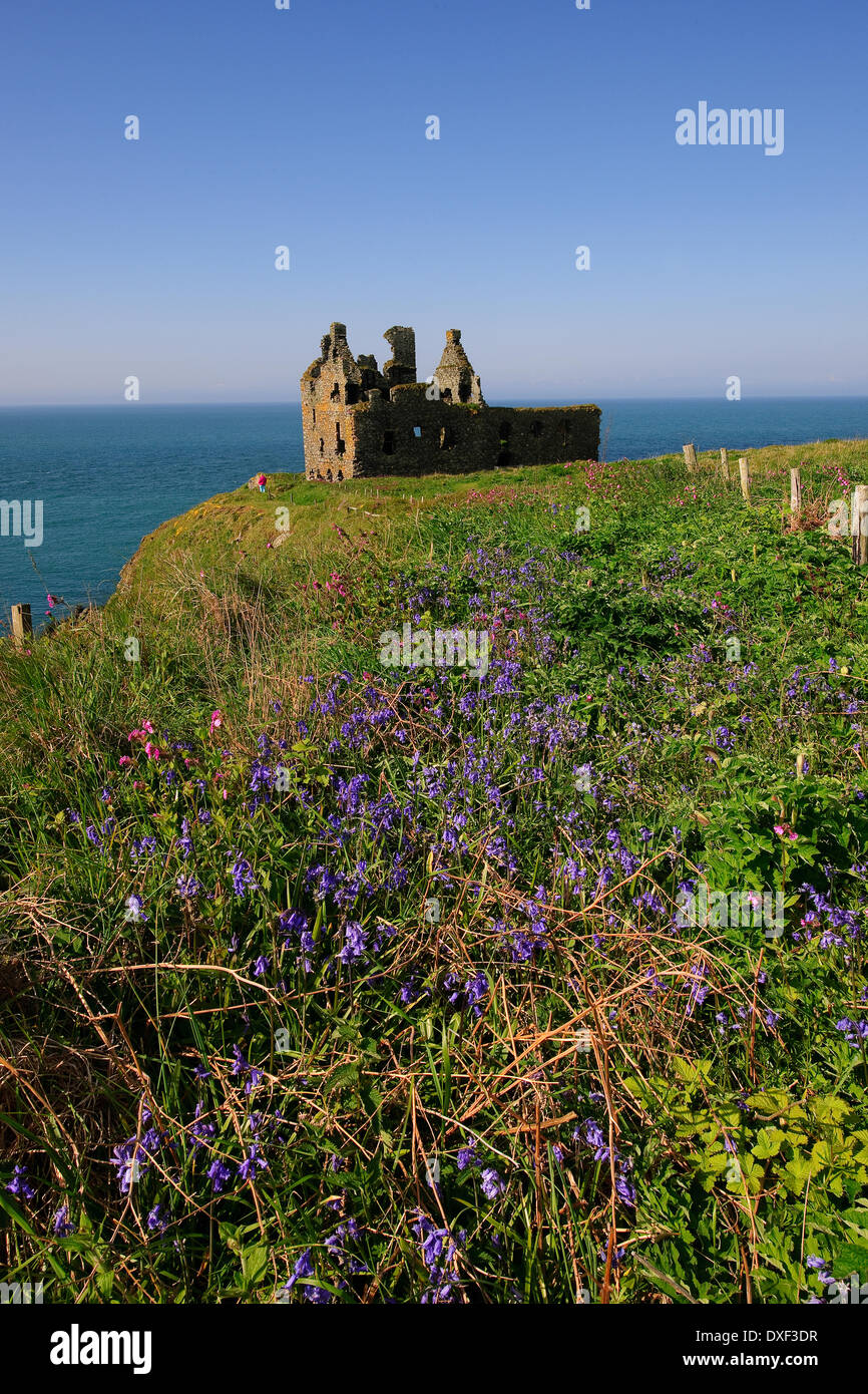 Porträt-Viewt Dunsky Burg mit Glockenblumen auf Rhins von Galloway in der Nähe von Portpatrick, Dumfries und Galloway. Stockfoto