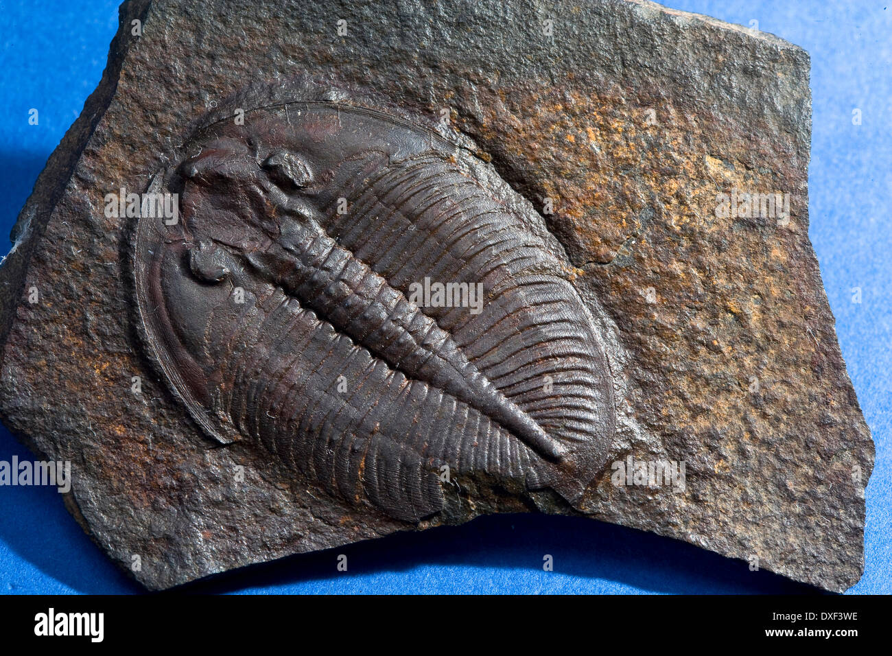 Exemplar der fossilen Trilobiten aus Ordovizium Felsen im shropshire.england. Stockfoto