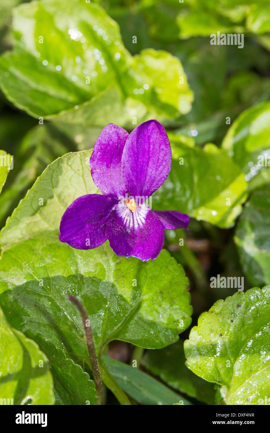 Eine einzelne Blüte der Sweet Violet Stockfoto