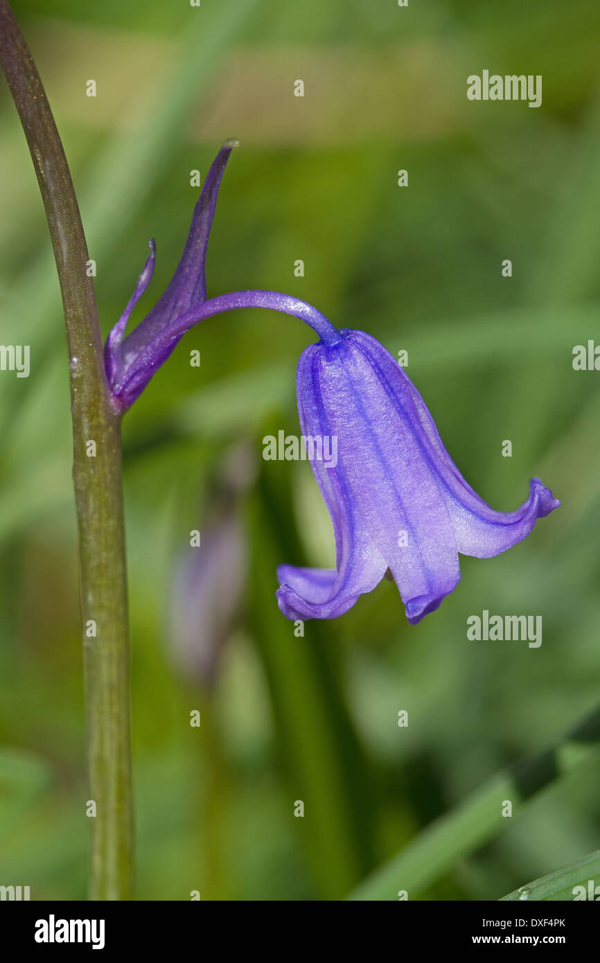 Einzelne Blüte der spanischen Bluebell Stockfoto