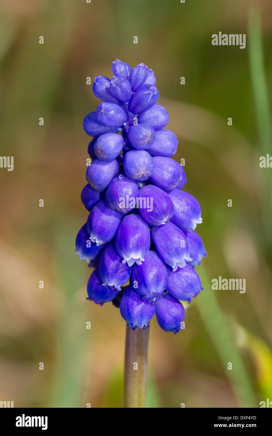 Grape Hyacinth (Muscari Neglectum) Stockfoto