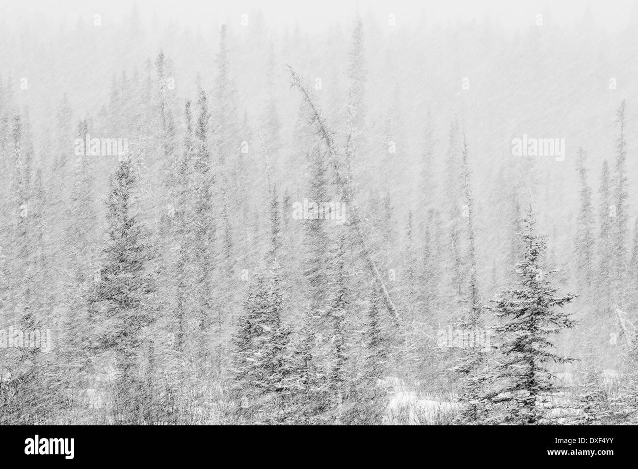 Winter in Alberta, Kanada. Stockfoto