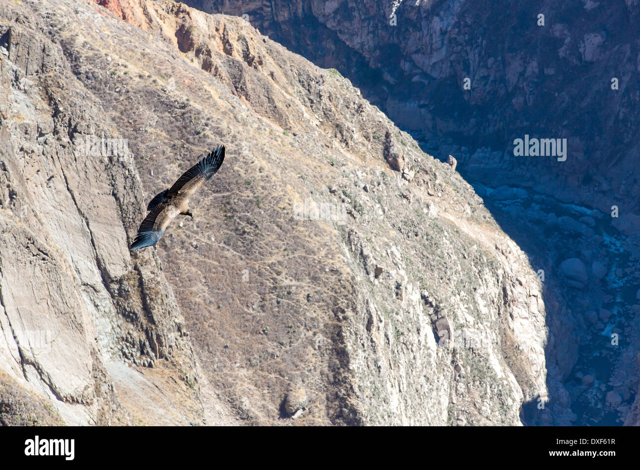 Fliegt Condor über Colca Canyon, Peru, Südamerika, dies ist ein Kondor, der größte Vogel auf der Erde fliegen Stockfoto