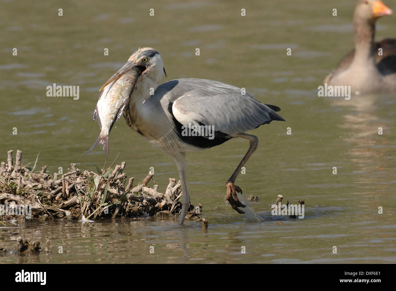 Graureiher (Ardea Cinerea) mit einem großen Fisch in Ihrem Schnabel, Pont de Gau Naturschutzgebiet Camargue Stockfoto
