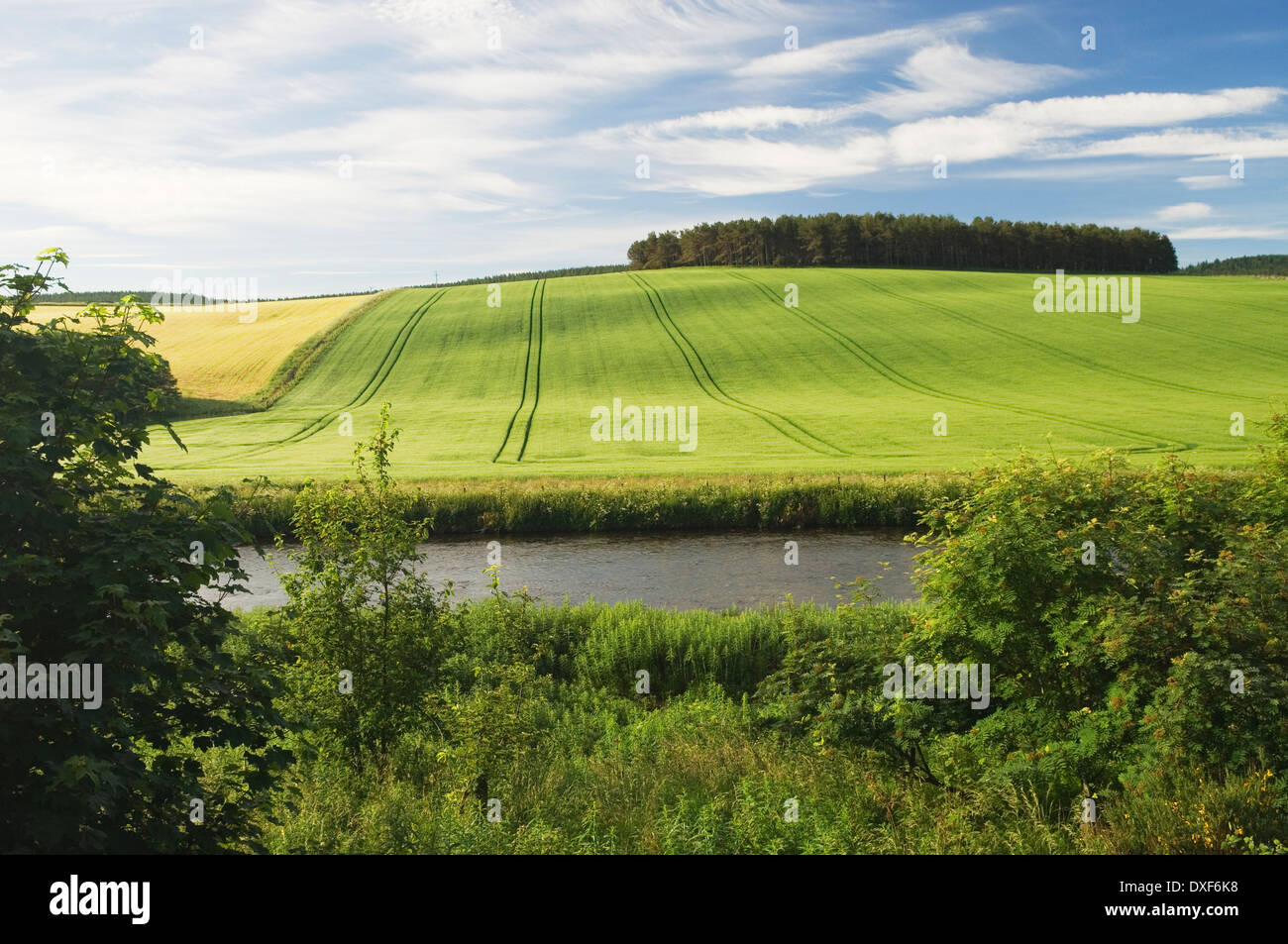Der Fluss Don fließt durch landwirtschaftliche Landschaft in der Nähe von Strathdon, Aberdeenshire, Schottland. Stockfoto