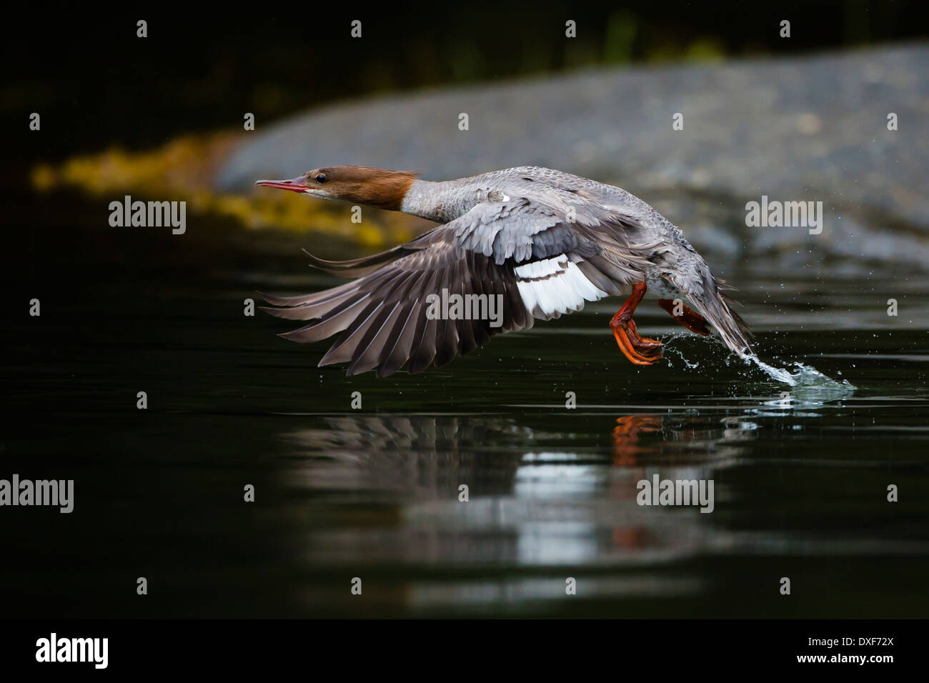 "Gemeinsame Merganser - eine Studie des Fluges" in der Das Khutzeymateen Stockfoto