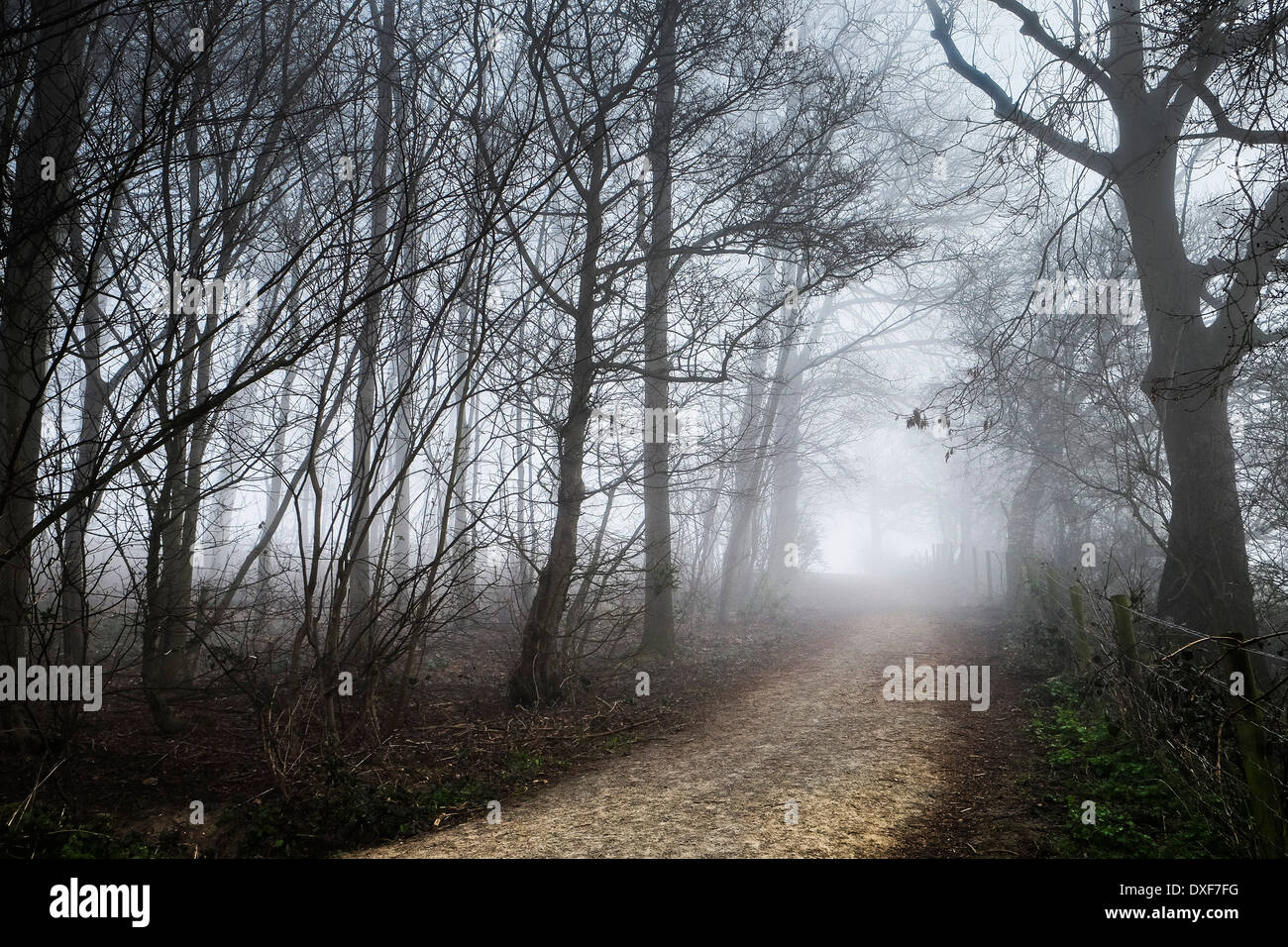 Dichter Nebel in Essex Wald. Stockfoto