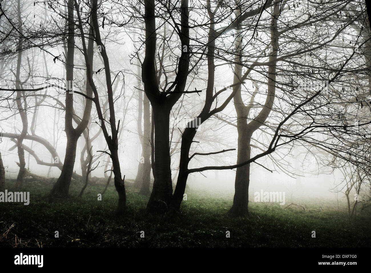 Dichter Nebel in Essex Wald. Stockfoto