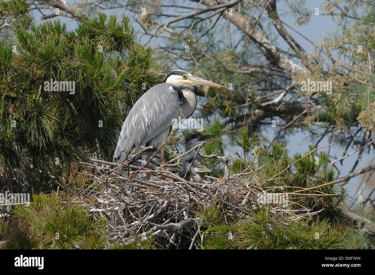 Graureiher (Ardea Cinerea) in das Nest mit Küken über einen Baum Stockfoto