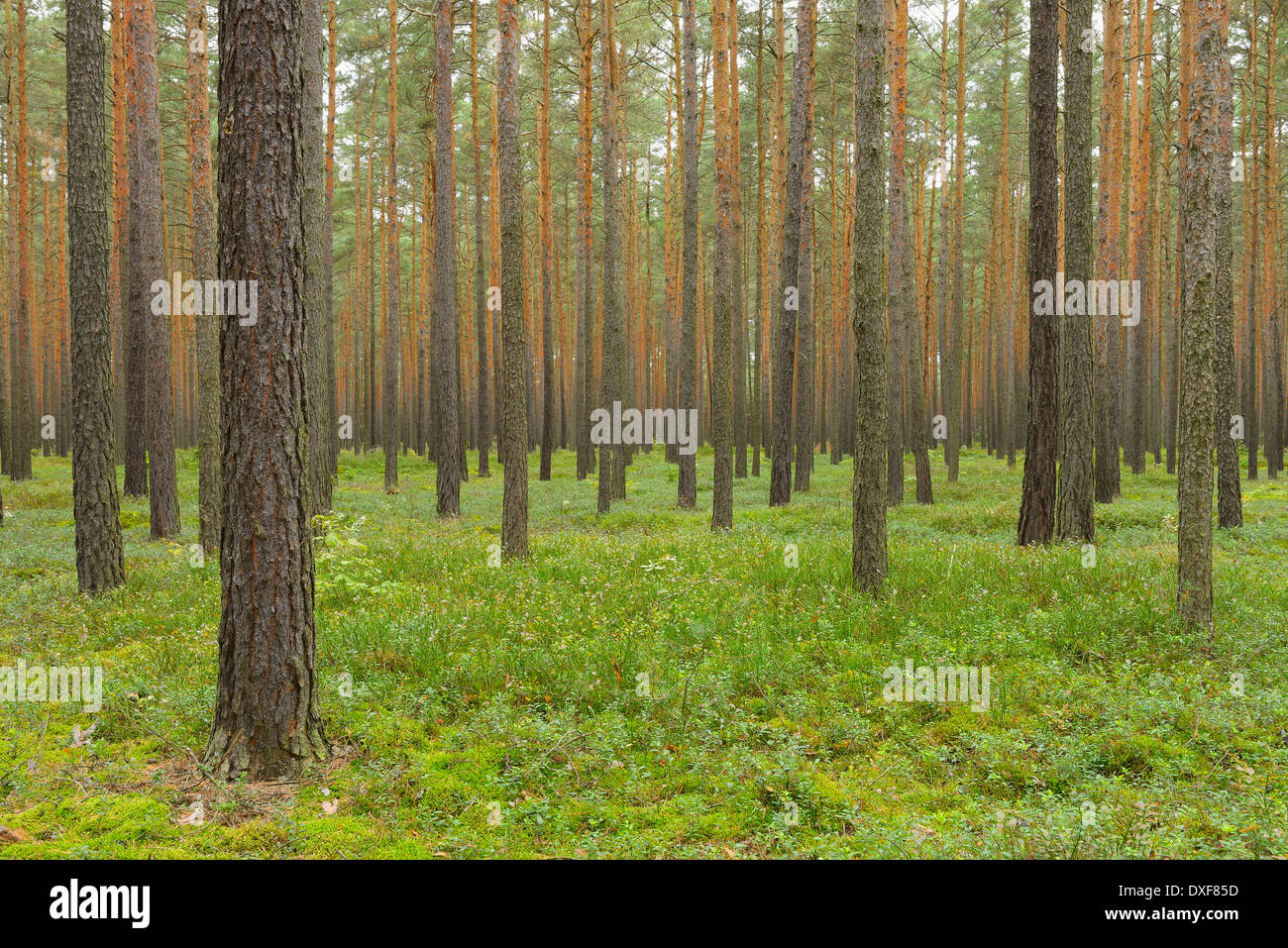 Pinienwald, Biosphärenreservat, Lusatia, Sachsen, Deutschland Stockfoto