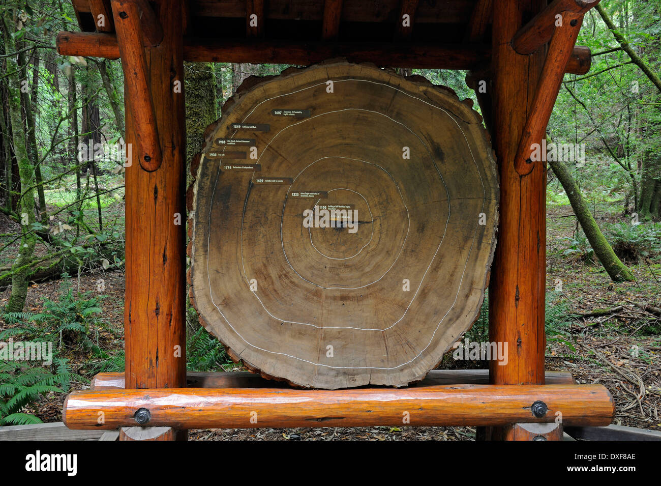 Jahresringe, Coast Redwood, Muir Woods National Park, Kalifornien, USA / (Sequoia Sempervirens) Stockfoto