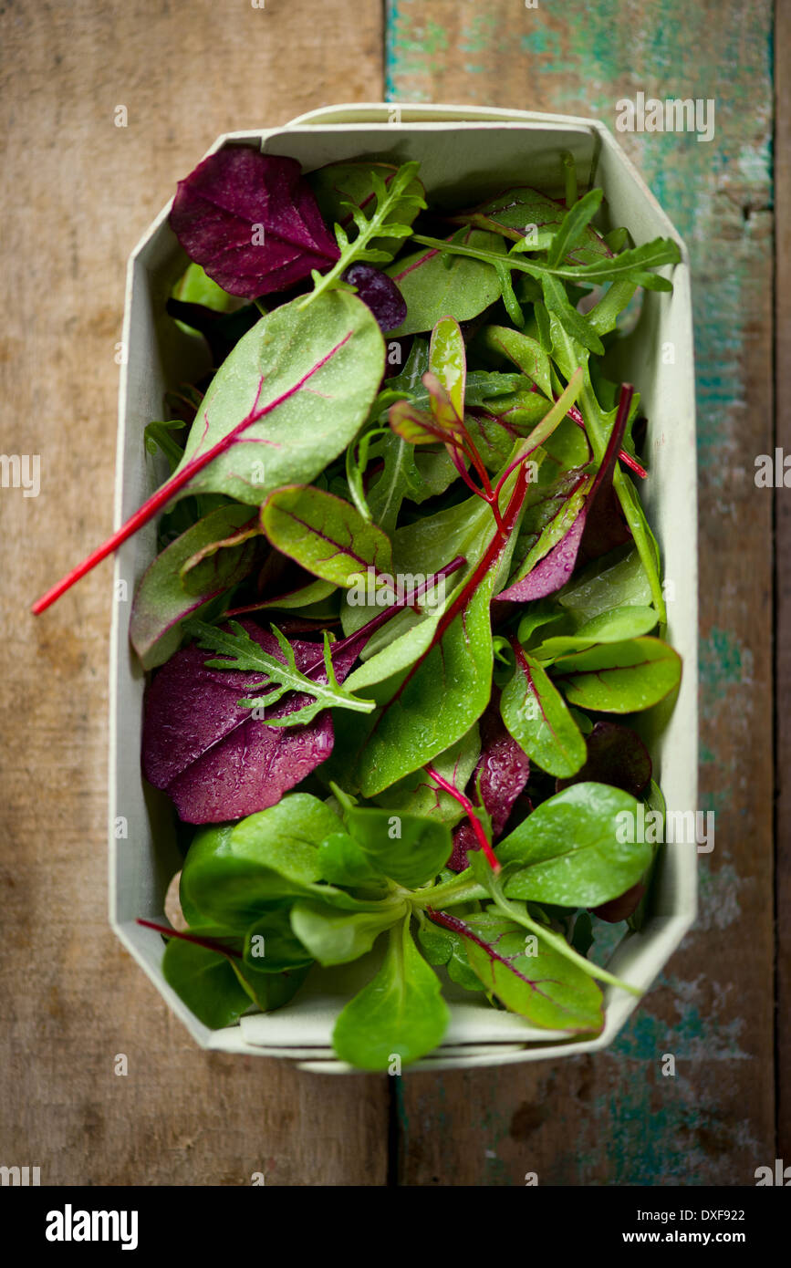 Salat Stockfoto