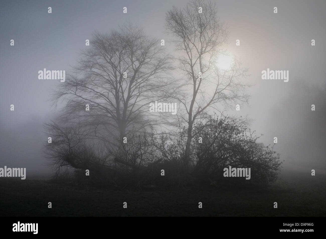 Dichter Nebel in Essex Wald. Stockfoto