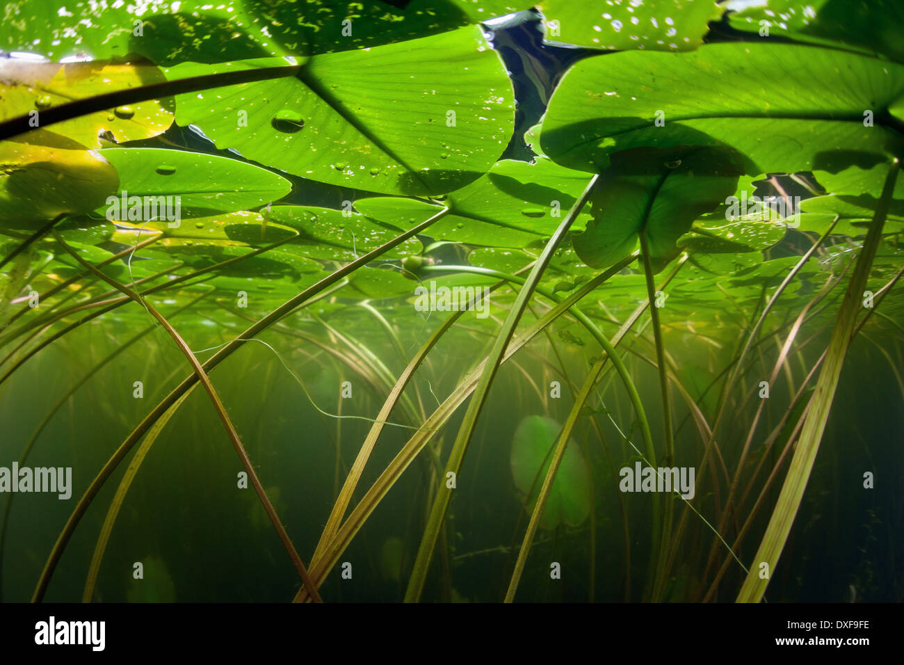 Stengel und Blätter der Seerose, Nymphaea, Massachusetts, Cape Cod, USA Stockfoto